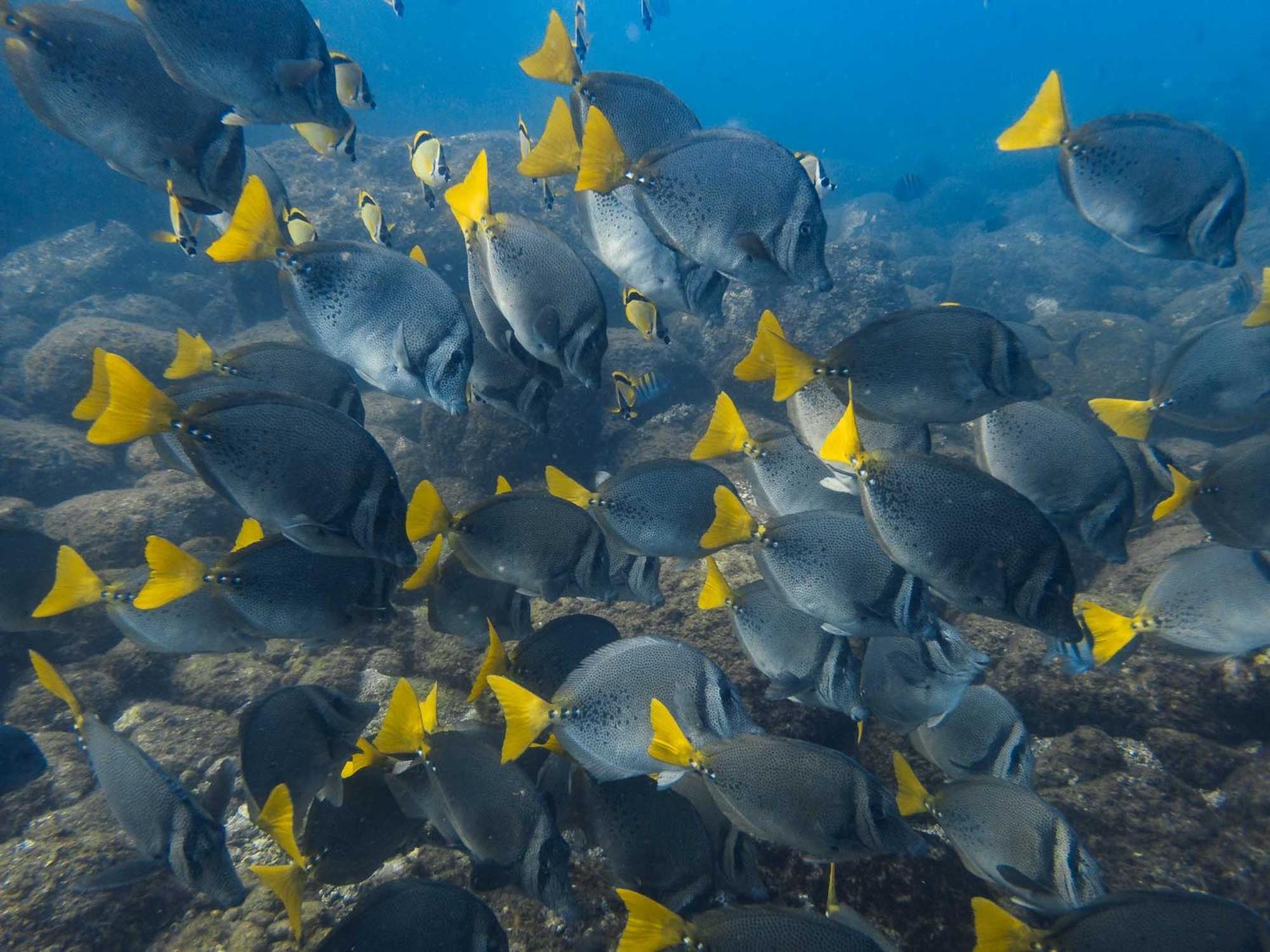 Sealion Dive Center Hotel Topolobampo Buitenkant foto